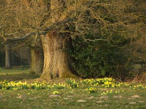 iWood are oak suppliers to the UK