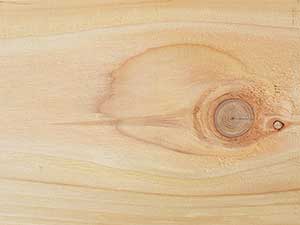 British Cedar Close Up