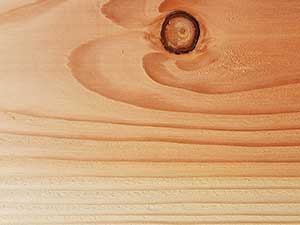 Close Up of British Douglas Fir