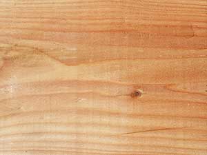 British Larch Close Up