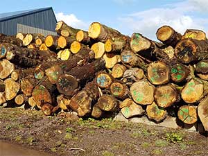 Freshly Felled English Oak Beams Before Processing