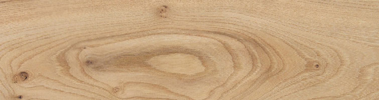 European Elm Banner Image