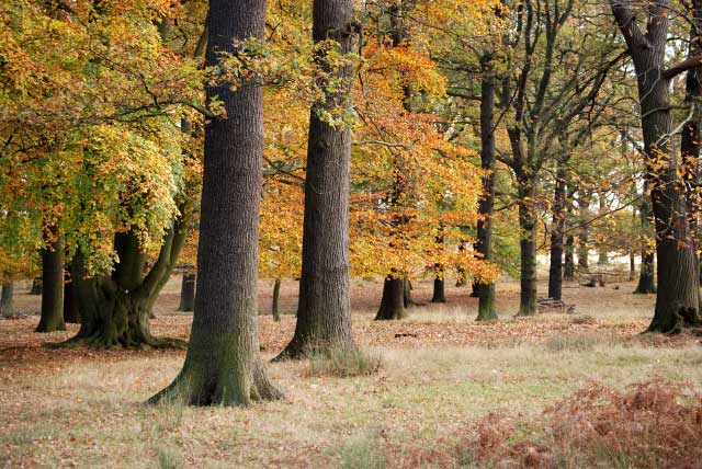 Oak Trees in a forest