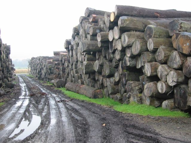 Oak trees cut and piled up
